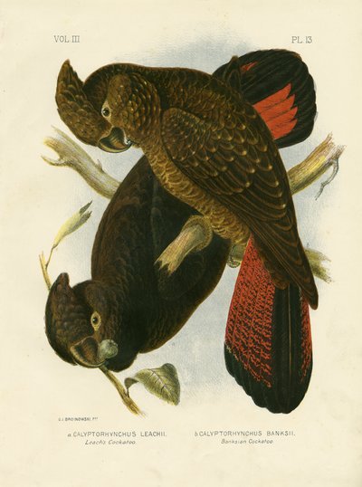 Cacatua di Leach, 1891 da Gracius Broinowski